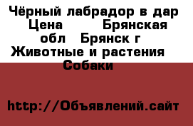 Чёрный лабрадор в дар › Цена ­ 10 - Брянская обл., Брянск г. Животные и растения » Собаки   